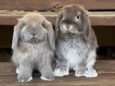 Sweet Holland Lop Bunnies Ready Now!