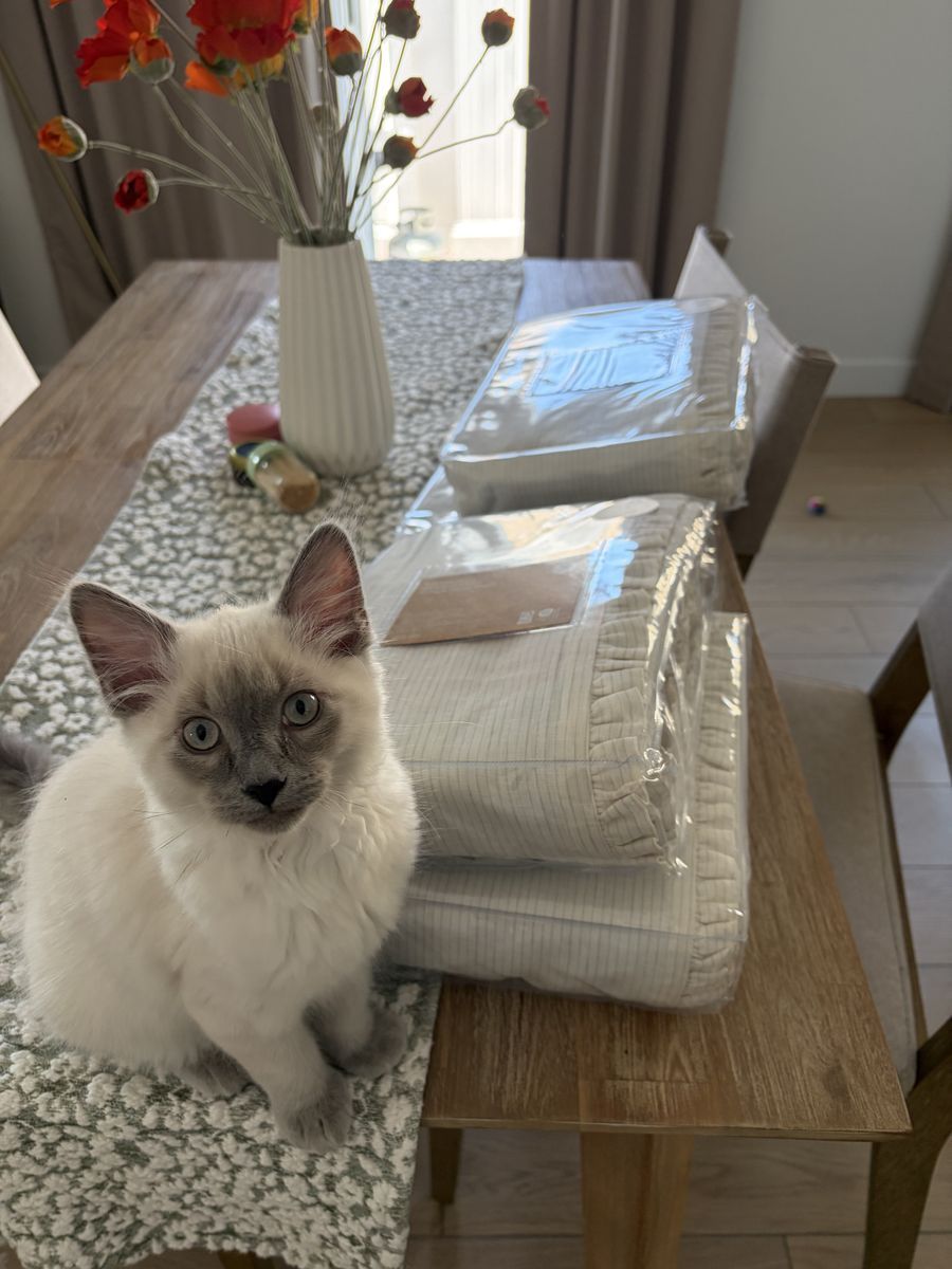 Ragdoll Siberian Mix (4 month old kitten + supplies)