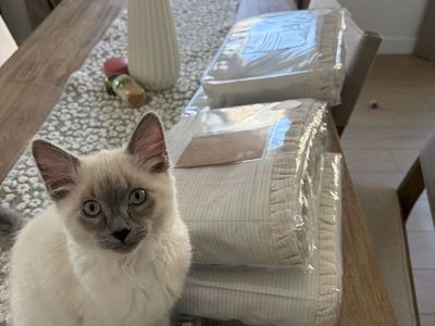 Ragdoll Siberian Mix (4 month old kitten + supplies)