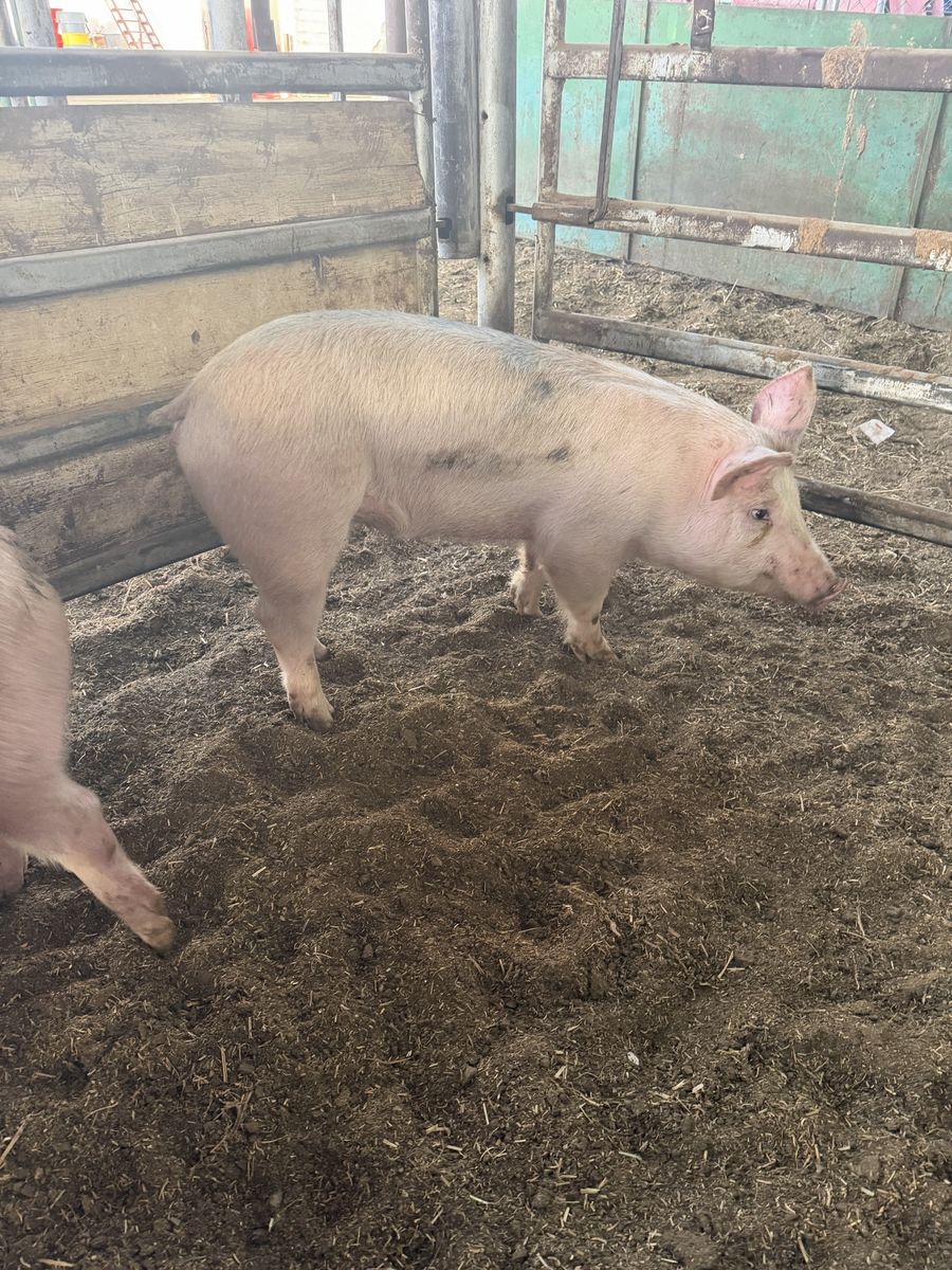 Roaster pigs