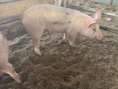 Roaster pigs