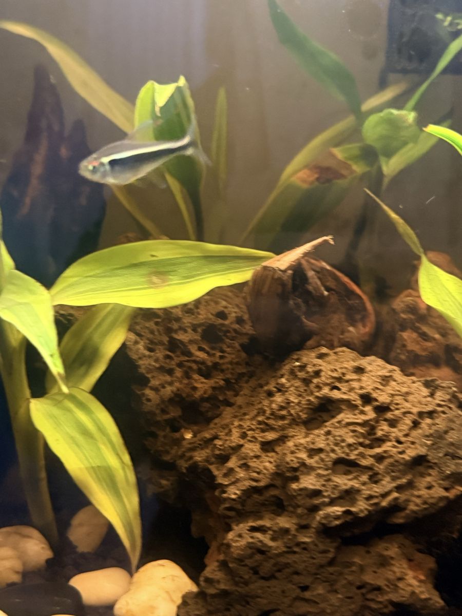 Black neon tetras