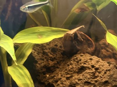 Black neon tetras