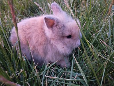 Last Caramel Swirl Netherland Dwarf TINY Baby