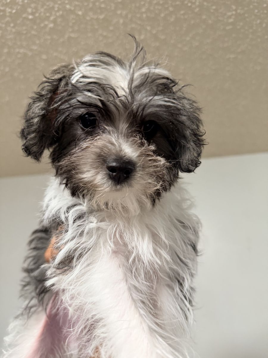 Morkie Doodle Puppies