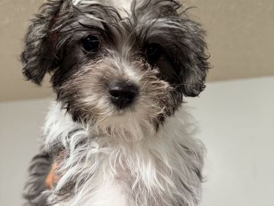 Morkie Doodle Puppies