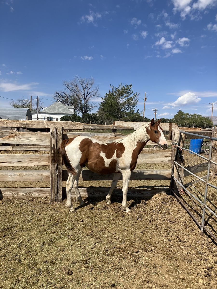 Paint colt