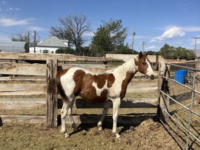 Paint colt