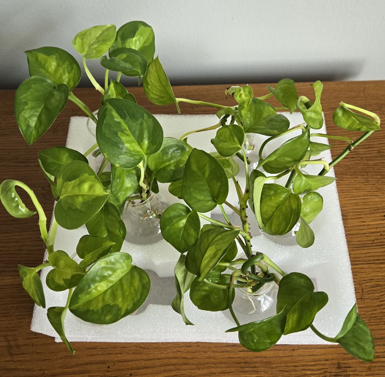 Main image 6