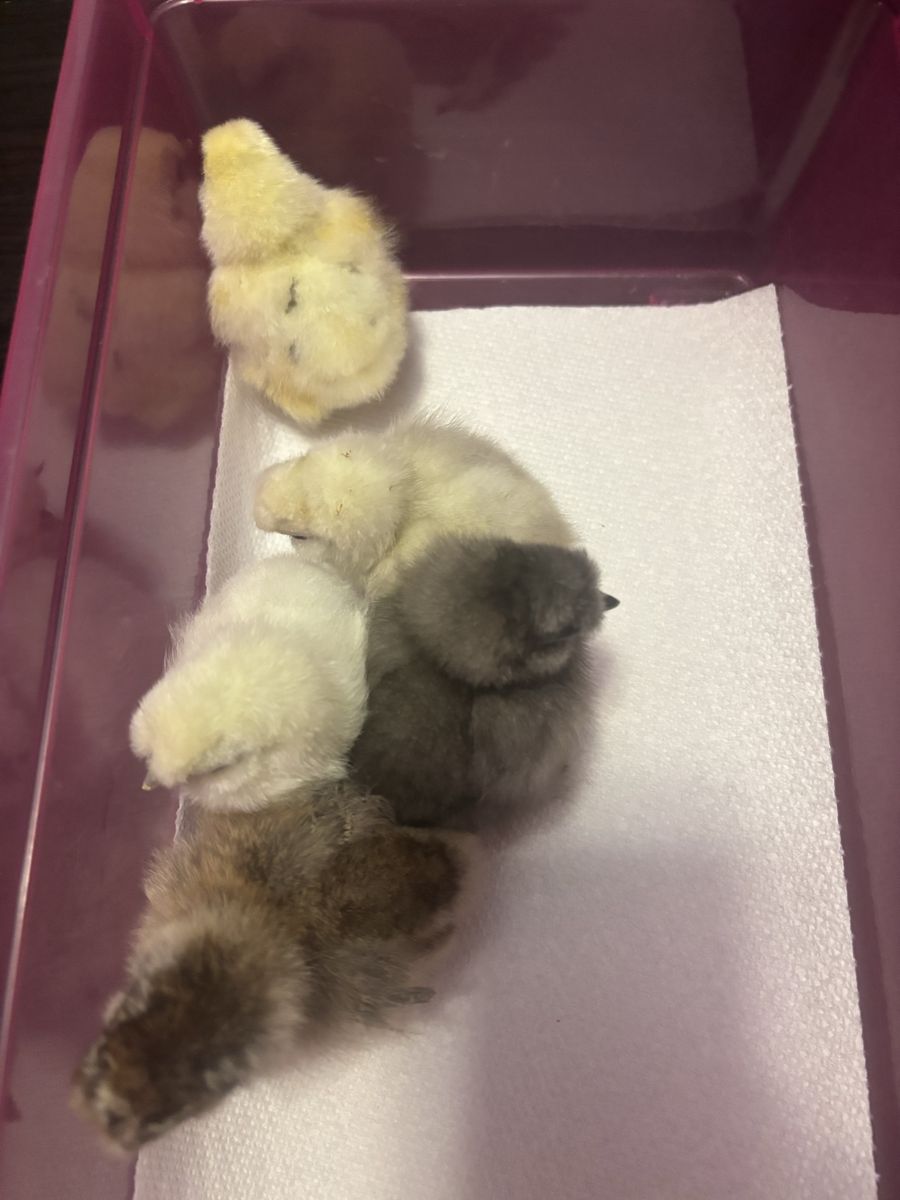 Silkie Chicks