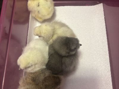 Silkie Chicks