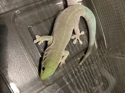 Sweet Pea the Standings Day Gecko