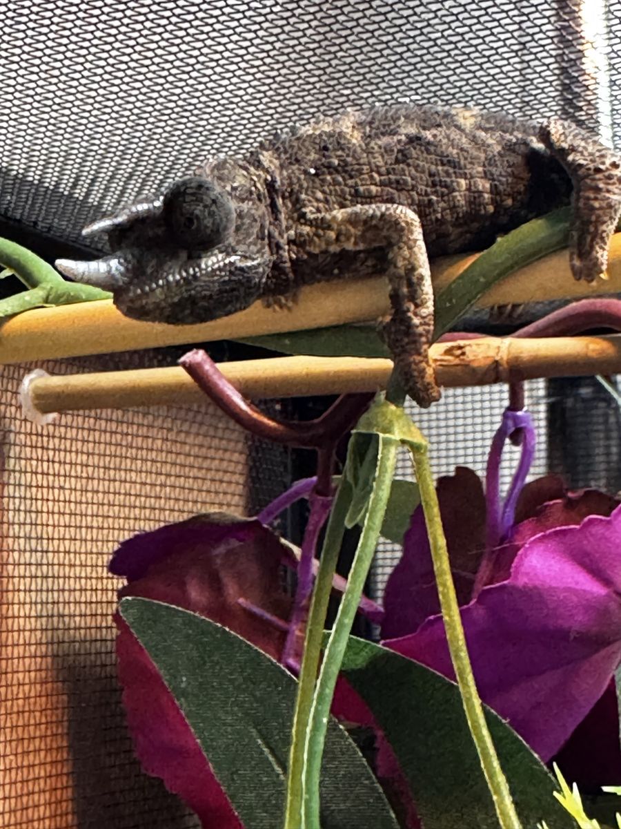 Juvenile Rainbow Jackson's Chameleon