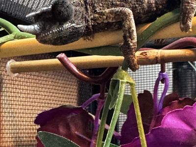 Juvenile Rainbow Jackson's Chameleon