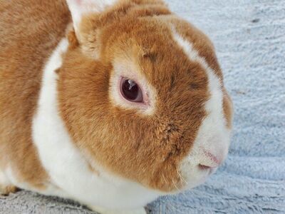 Small Cute White Ear Lutino Mini Rex Buck