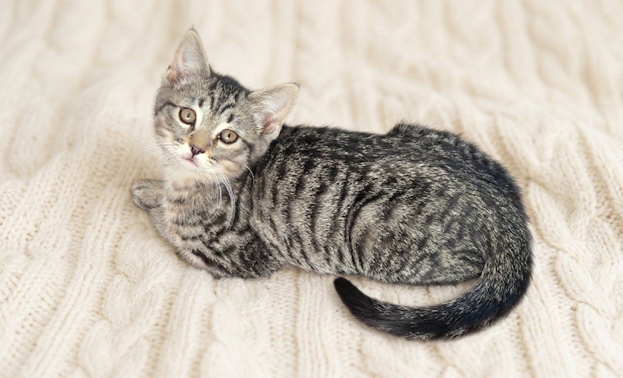 Kittens for sale