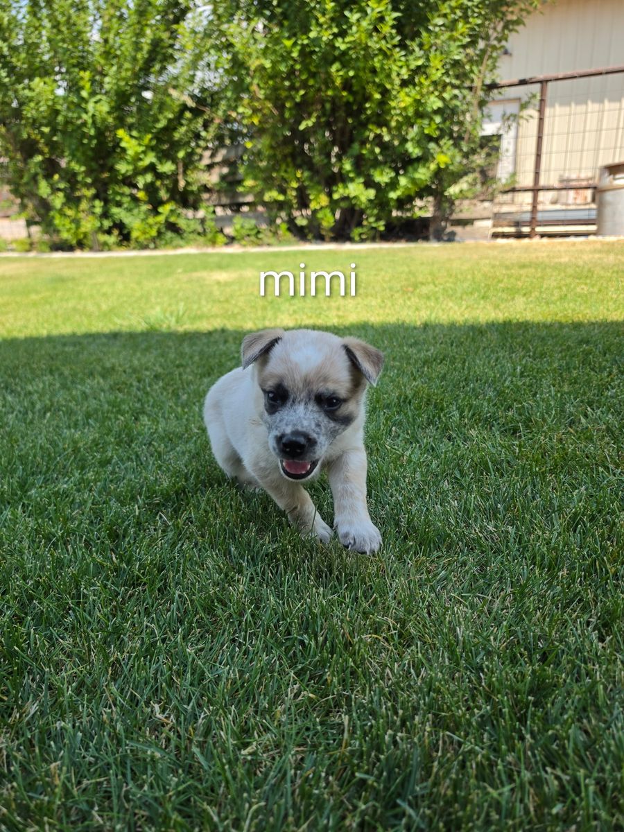 Heeler puppies