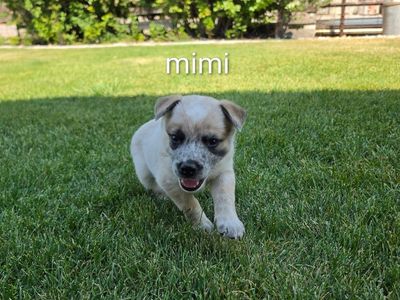 Heeler puppies