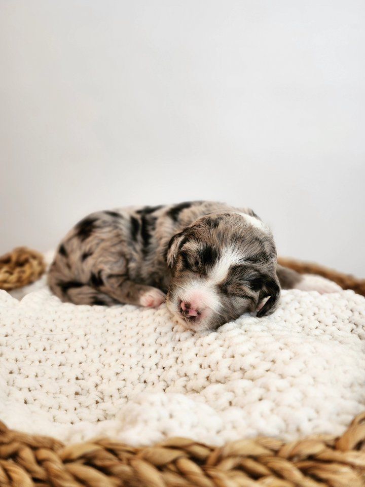 Mountain Sheepadoodle Puppies (Sheepadoodle x Bernedoodle)