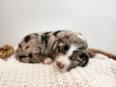 Mountain Sheepadoodle Puppies (Sheepadoodle x Bernedoodle)