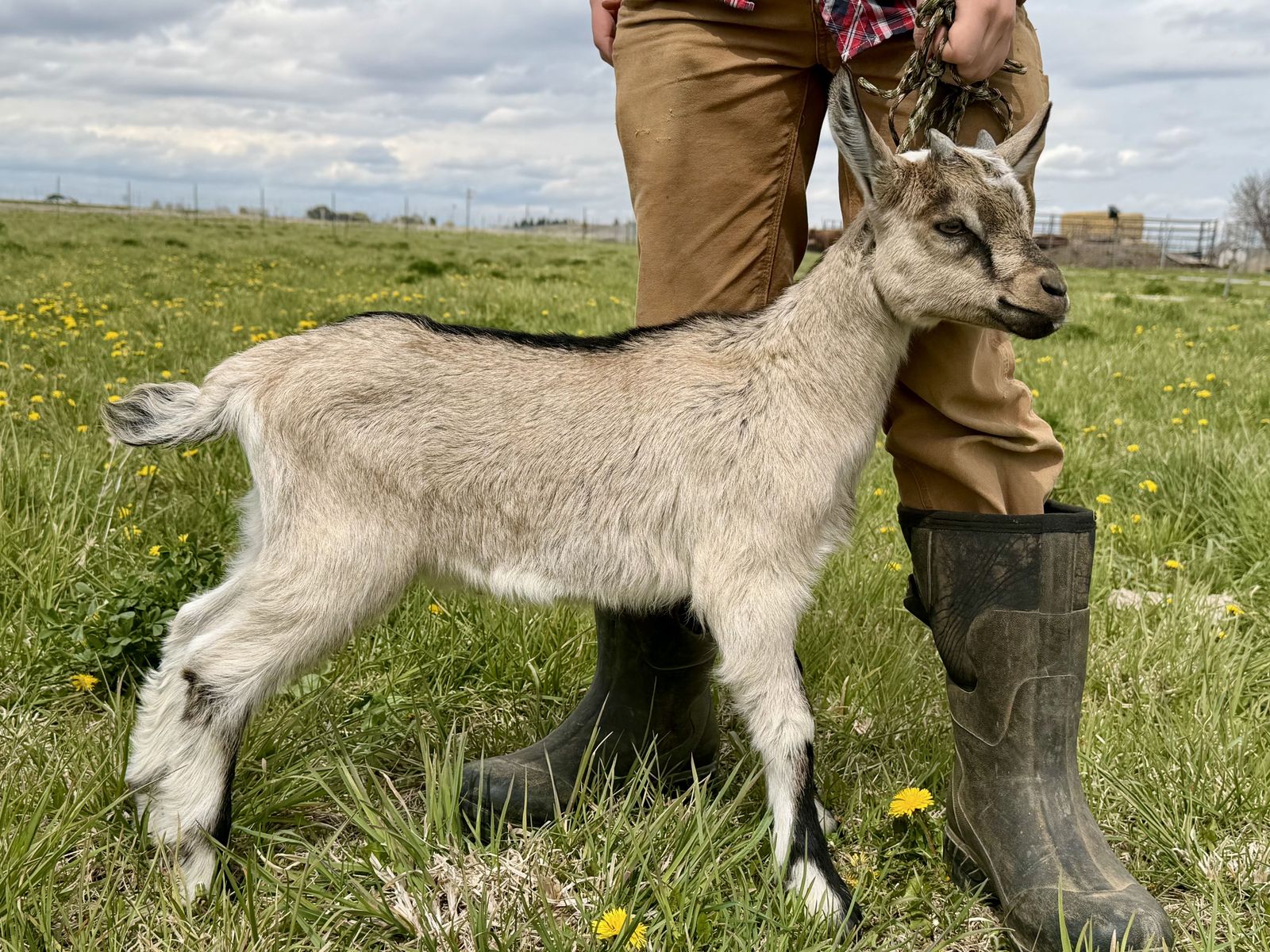 Alpine Pack Goats For Sale