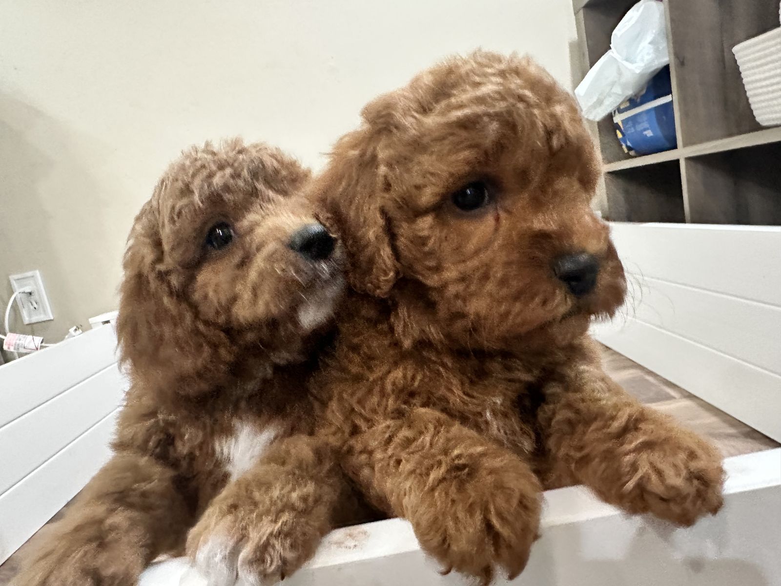 Cavapoo Puppies Ready 3/6 (poodle Doodle Cavalier)