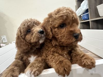 Cavapoo Puppies Ready 3/6 (poodle Doodle Cavalier)