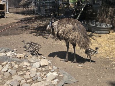 Emu Chicks - Baby Emus for Sale
