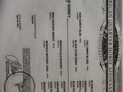 3year old 15.2 hand registered black mare