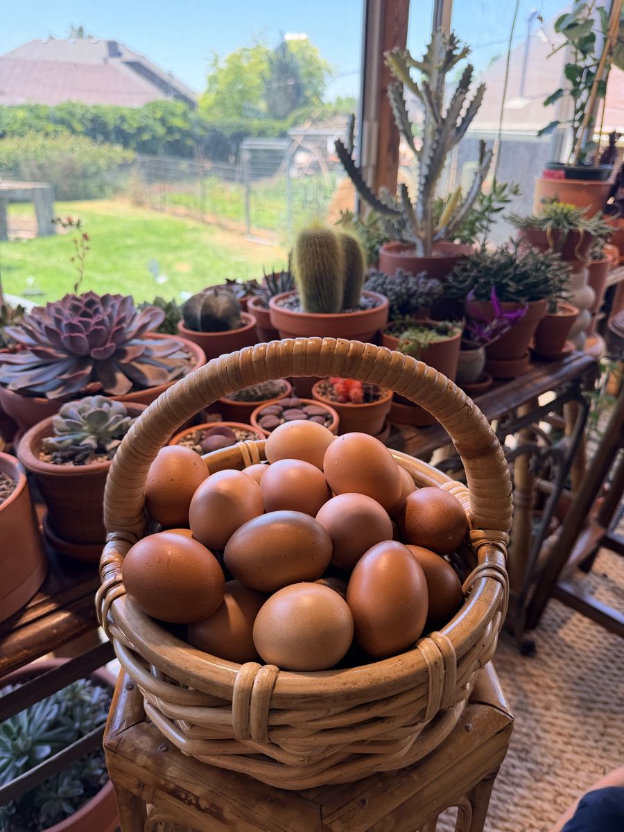 Organic eggs