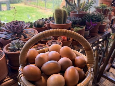 Organic eggs