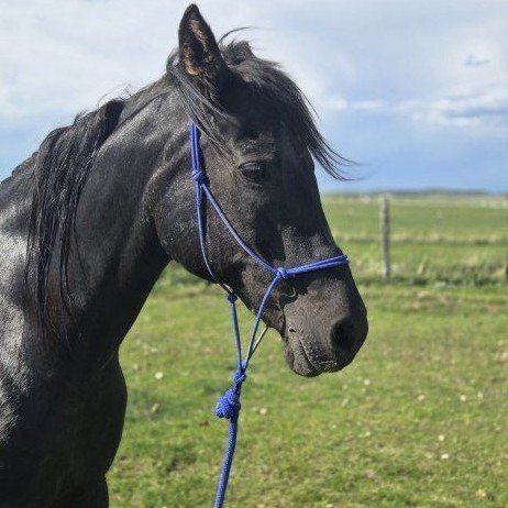 pasture pal or broodmare