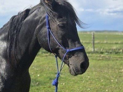 pasture pal or broodmare
