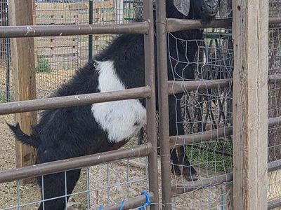 Around 3 years of age male buck