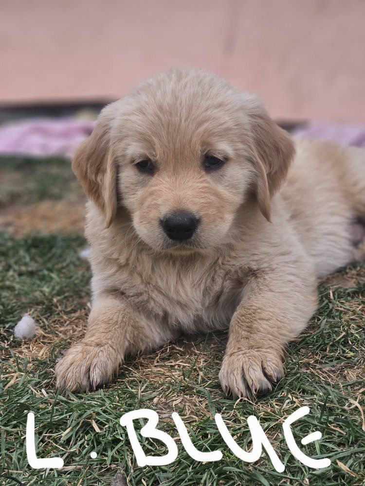 Easter Golden Retriever Puppies – Ready for Their Forever Homes