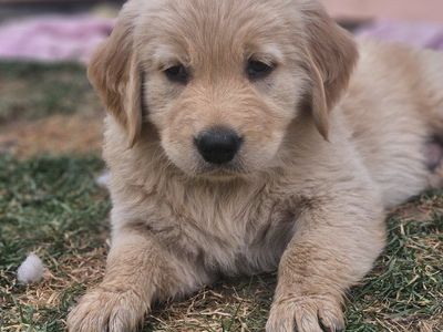 Easter Golden Retriever Puppies – Ready for Their Forever Homes