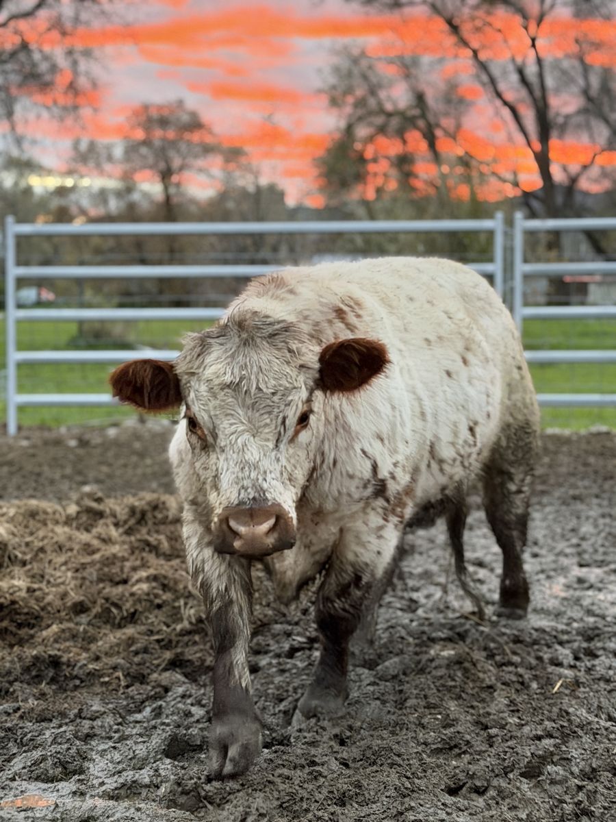 Chondro Positive Porch Steer / Pocket Steer