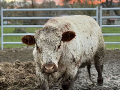 Chondro Positive Porch Steer / Pocket Steer
