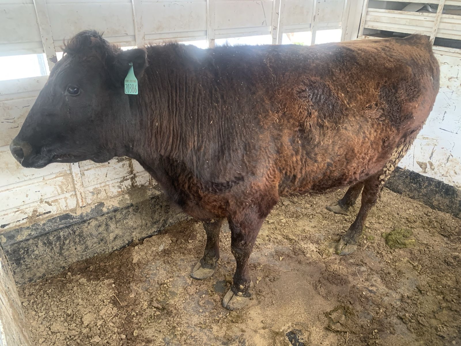 Wagyu grass-finished steers