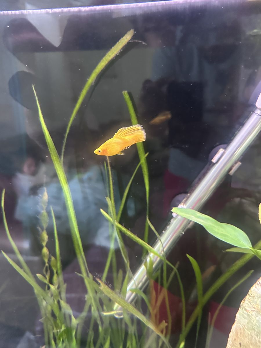 Hi Fin Banana platy