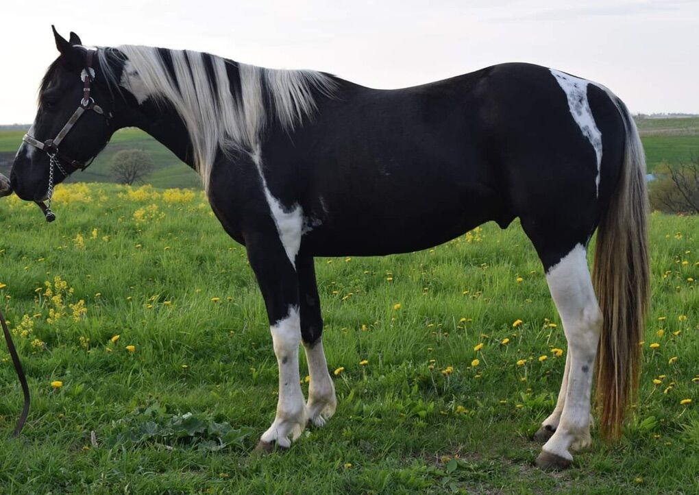 Double Homozygous Paint Stallion For Service