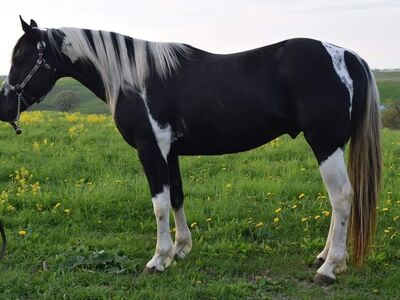 Double Homozygous Paint Stallion For Service