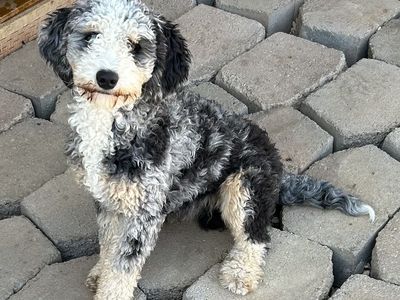 Male Mini Australian Mountain Doodle