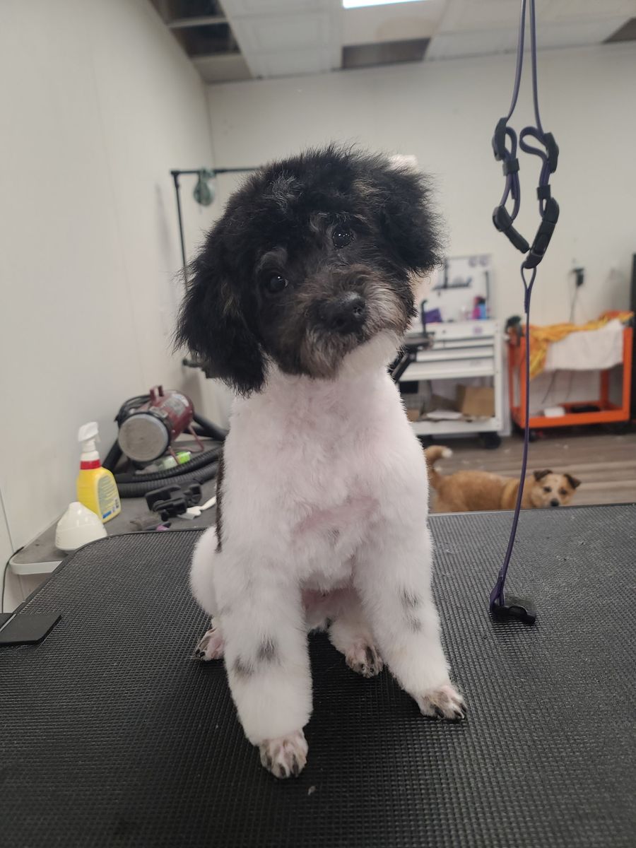 Miniature Poodle Puppy
