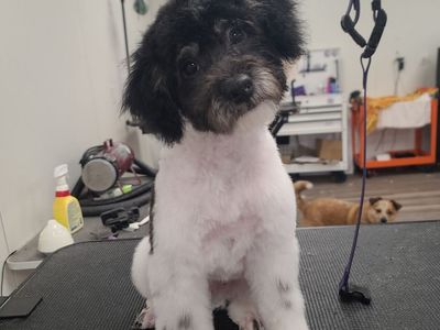 Miniature Poodle Puppy