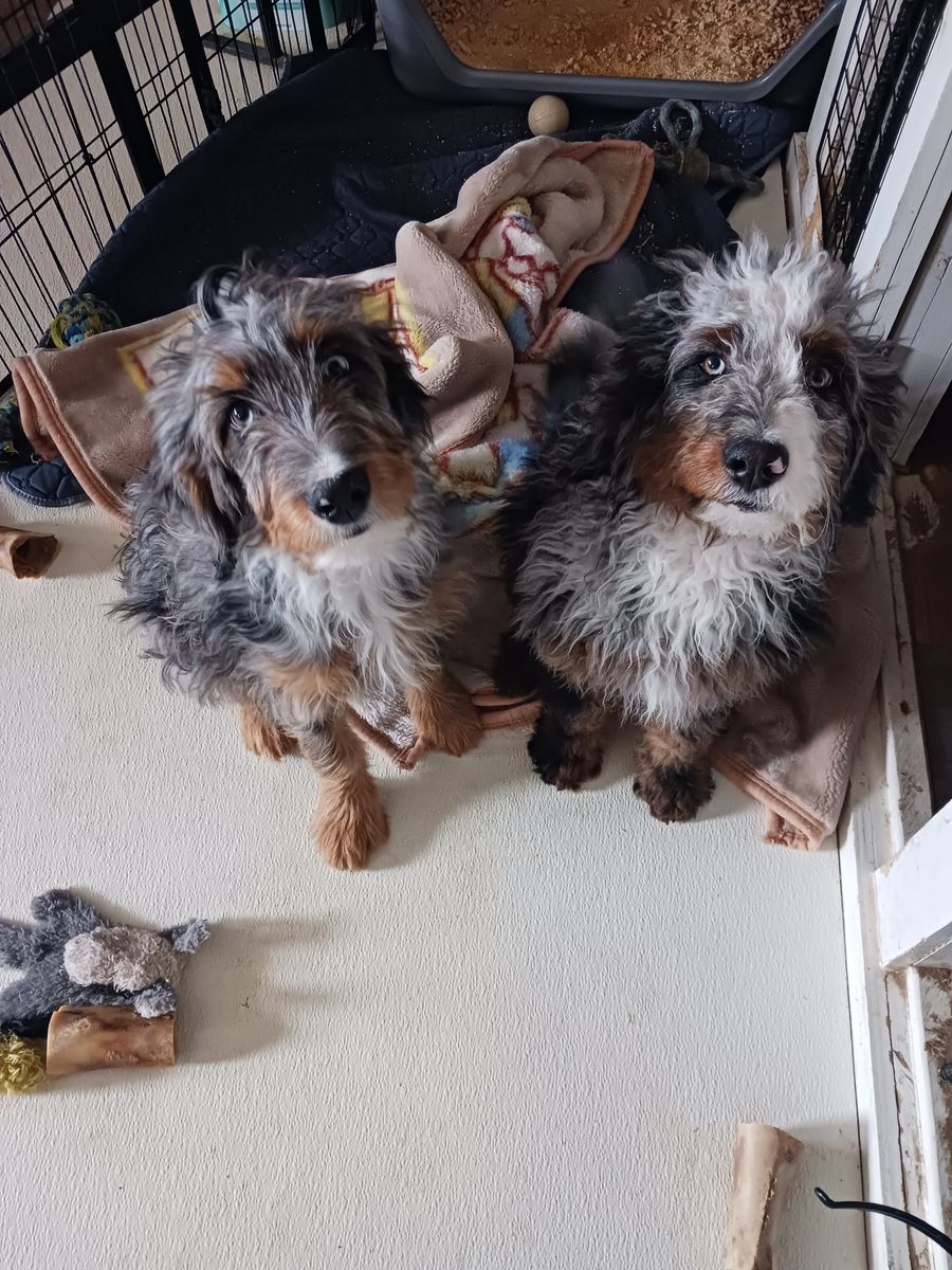 Tri phantom Merle moyen bernedoodle girl