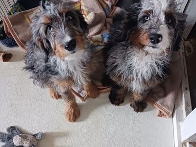 Tri phantom Merle moyen bernedoodle girl