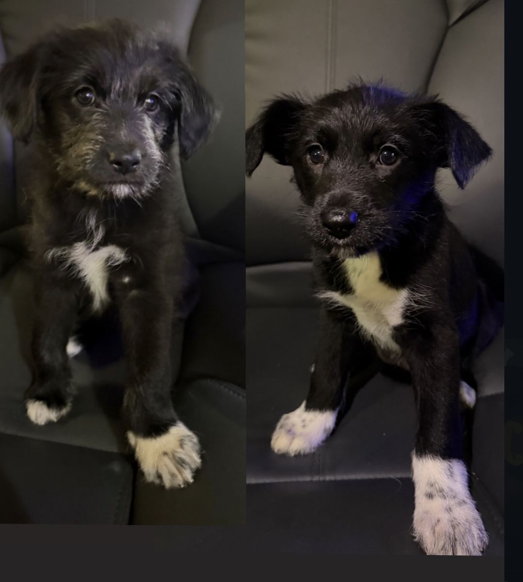 Adorable Black & White Mixed Breed Puppy - Ready for a Loving Home!