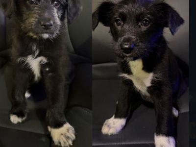 Adorable Black & White Mixed Breed Puppy - Ready for a Loving Home!