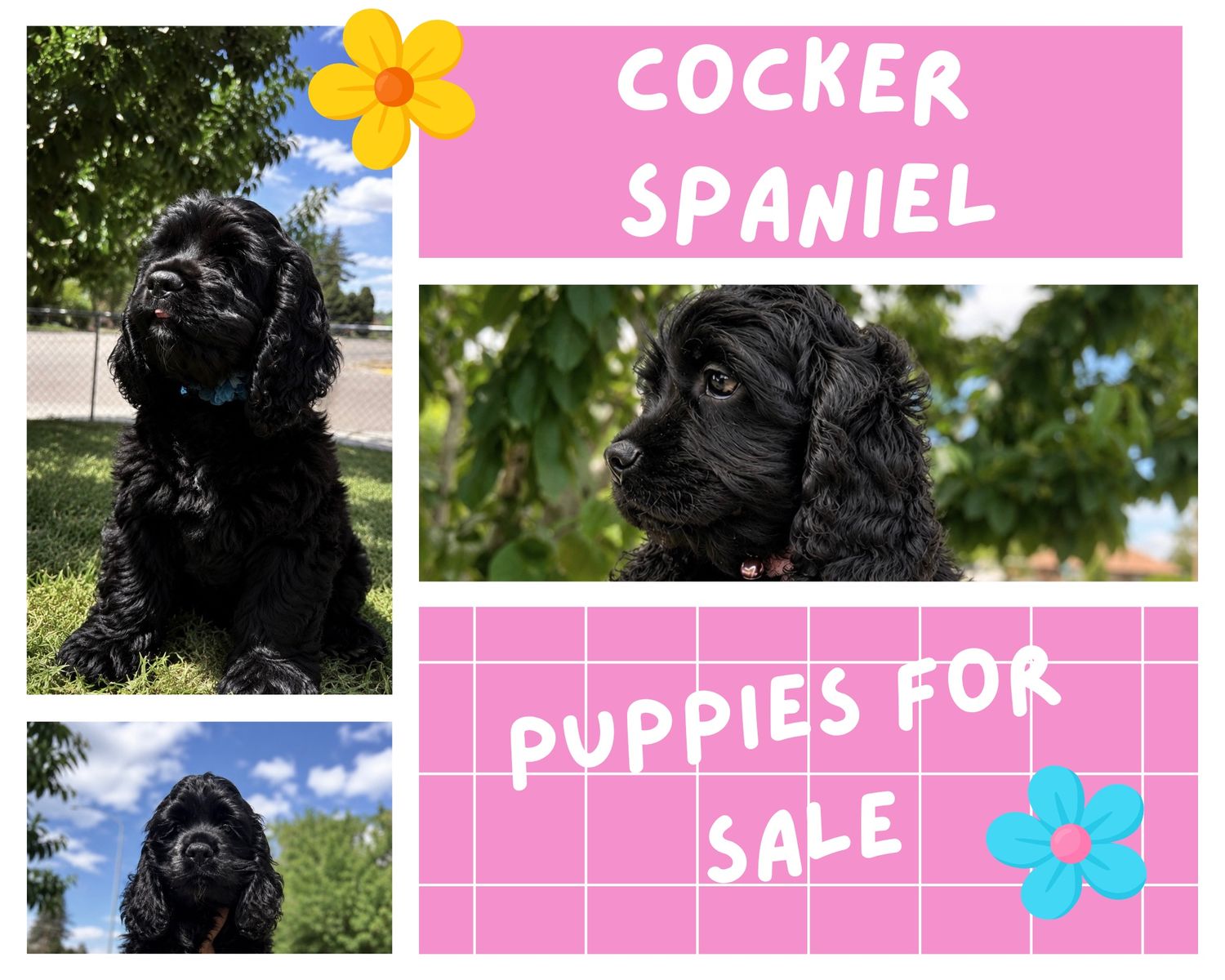 AKC Registered Black Female Cocker Spaniel Puppies – 11 Weeks Old – $1,400 (Negotiable)